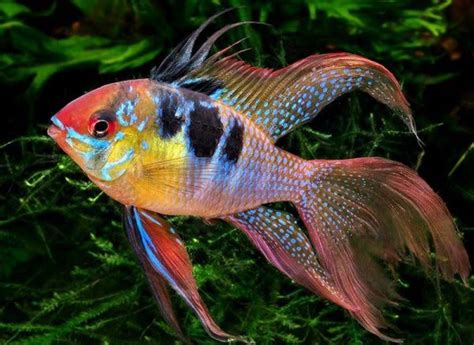 coolest fish in the world|15 Most Beautiful Fish in the World (You Can Keep In Your .